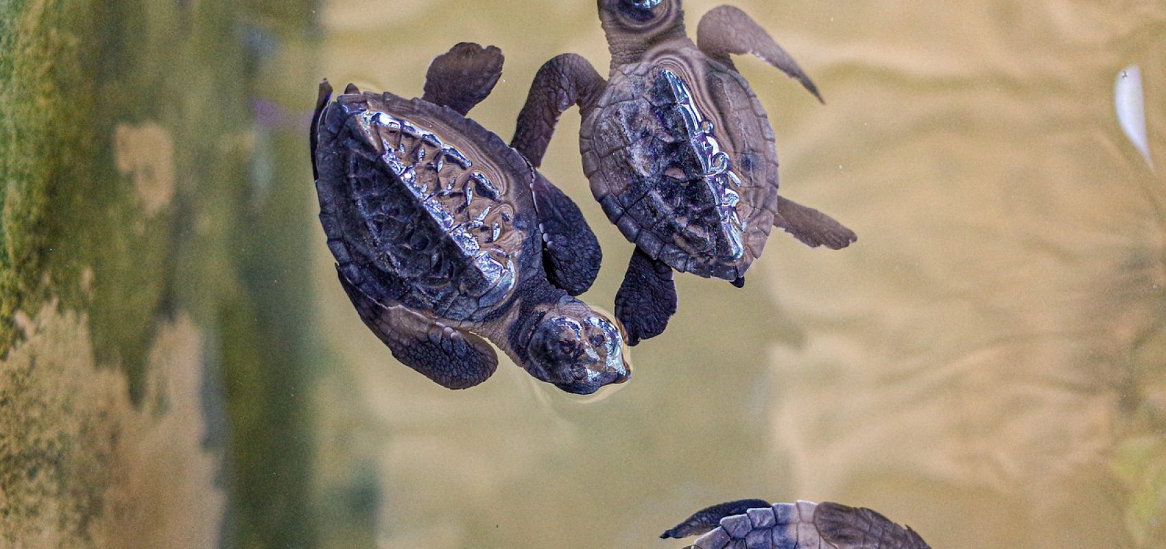 sea-turtle-hatchling-4918085_1280