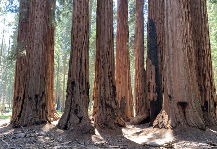 sequoia-5978487_1280