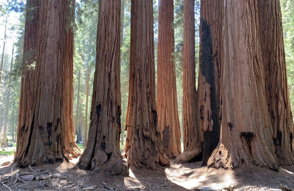 sequoia-5978487_1280