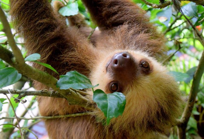 sloth-1879999_1280