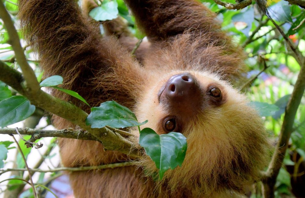 sloth-1879999_1280