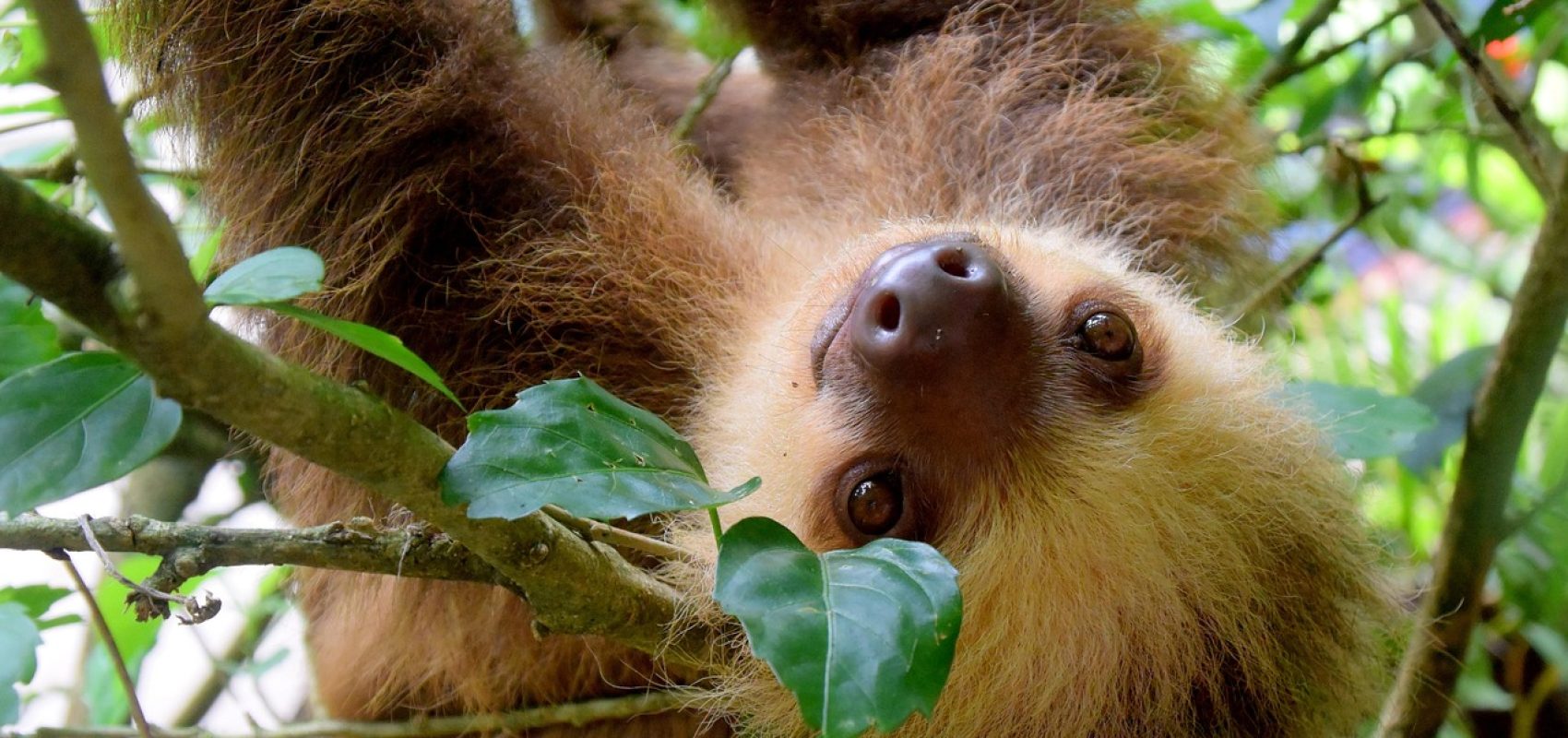sloth-1879999_1280