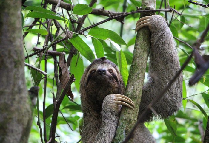 sloth-2759724_1280