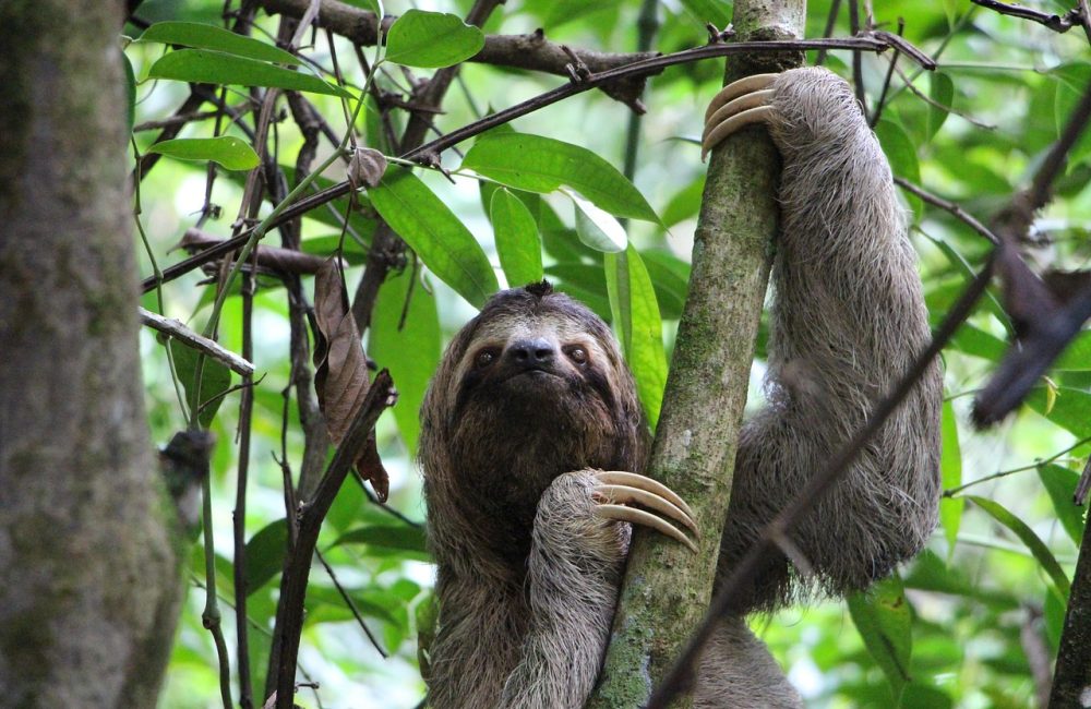sloth-2759724_1280