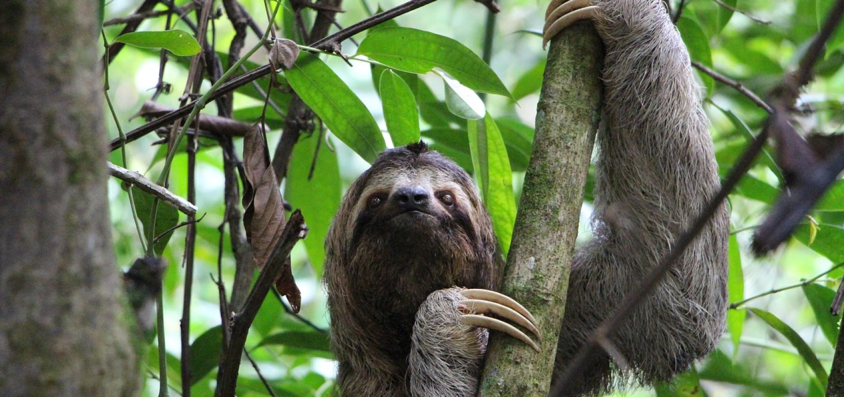 sloth-2759724_1280