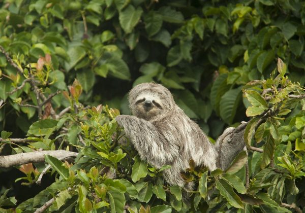 sloth-7269590_1280