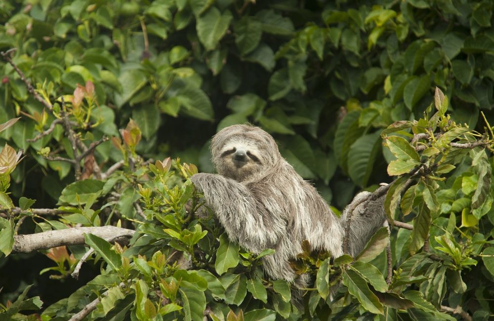 sloth-7269590_1280