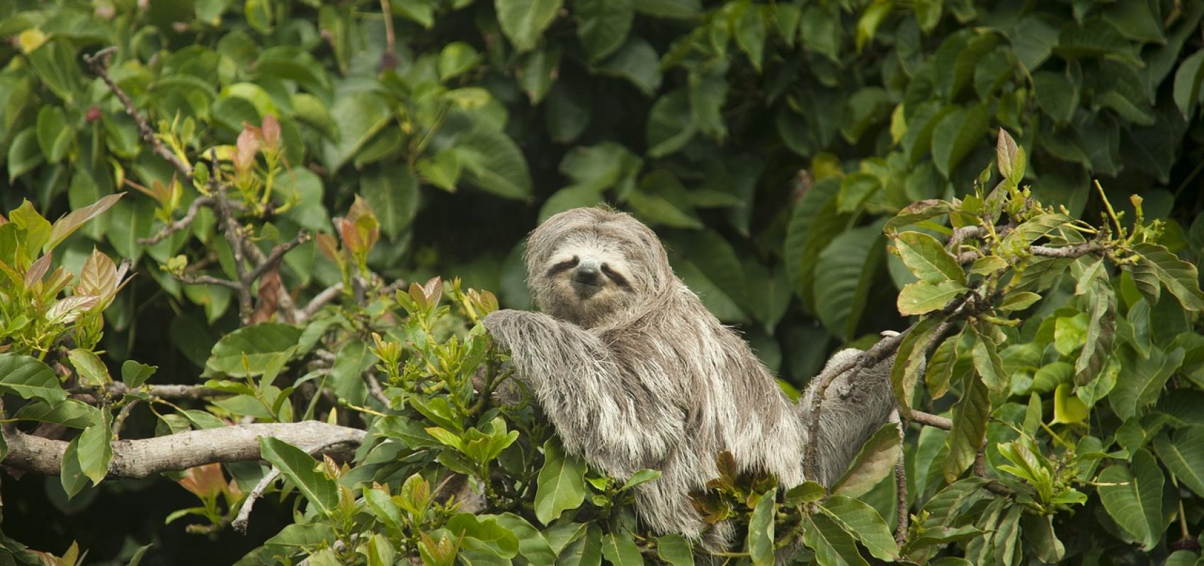 sloth-7269590_1280