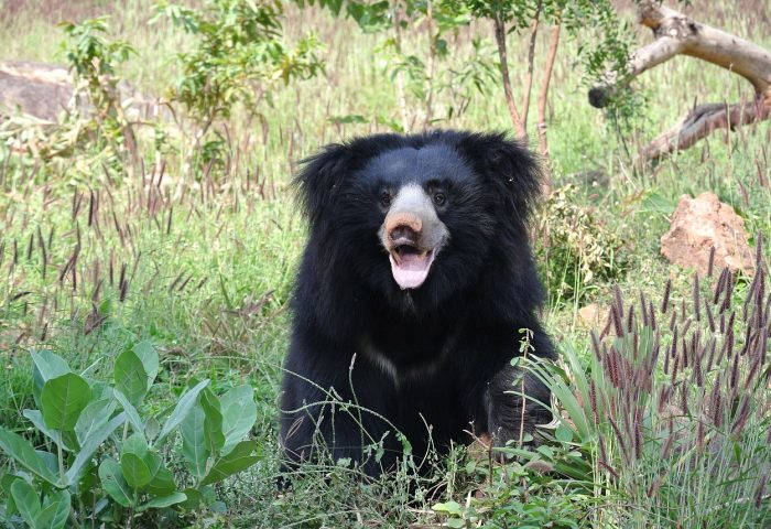 sloth-bear-1136129_1280
