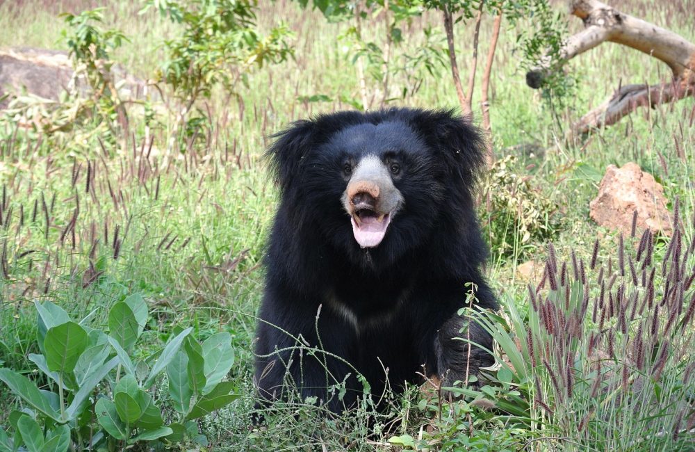 sloth-bear-1136129_1280
