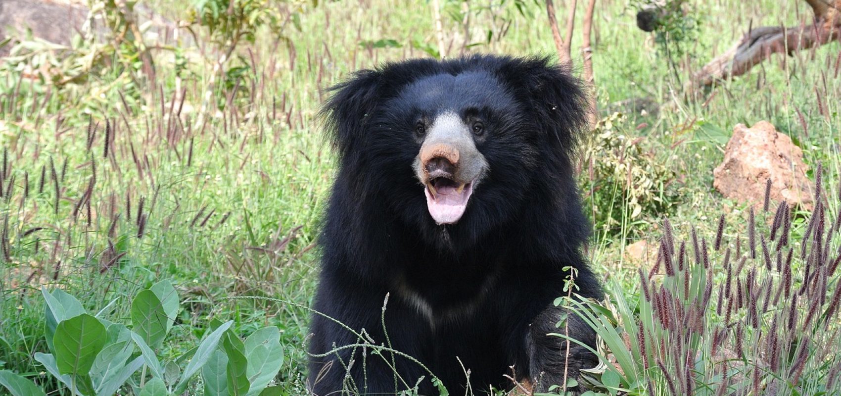 sloth-bear-1136129_1280