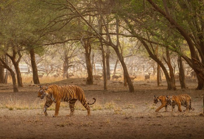 sundarbans-8477703_1280