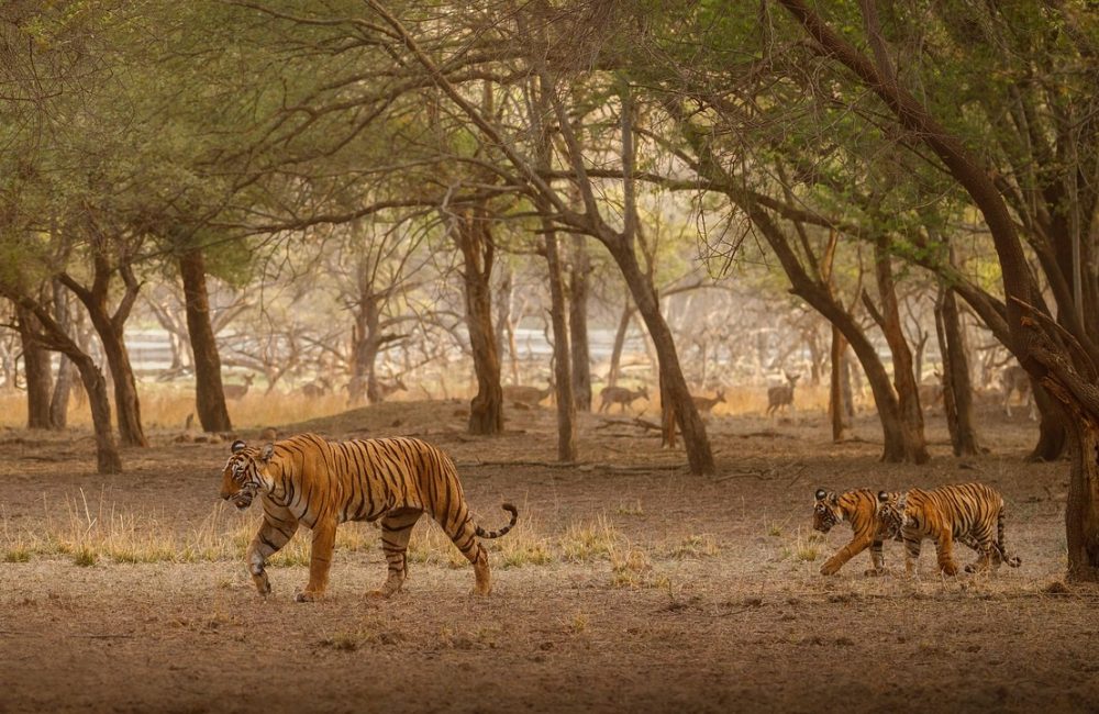 sundarbans-8477703_1280
