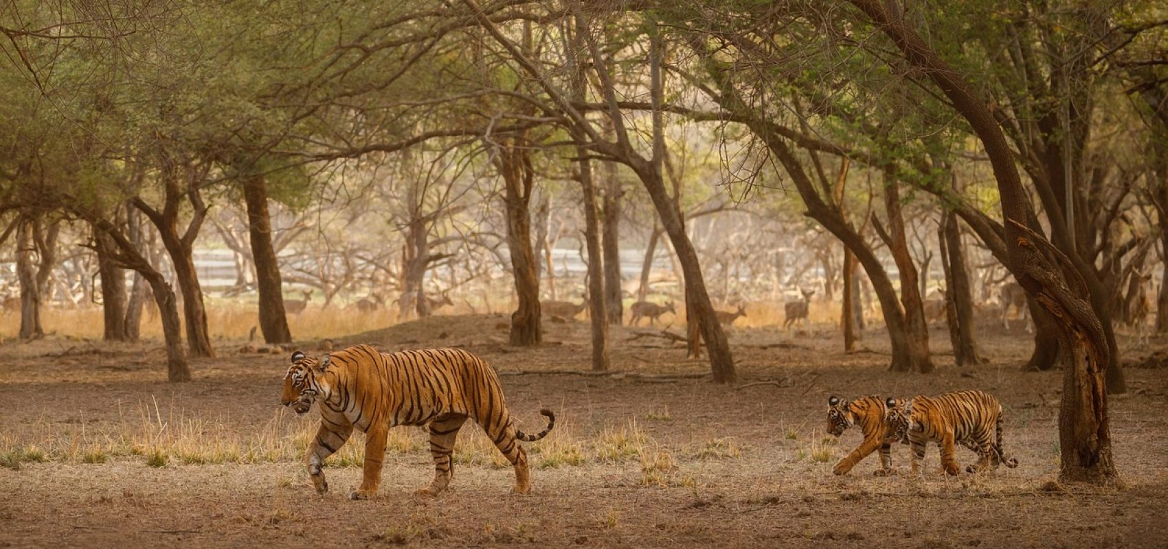 sundarbans-8477703_1280