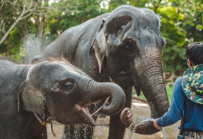 thailand-4028725_1280