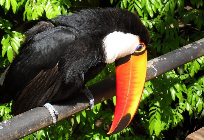toucan-521493_1280