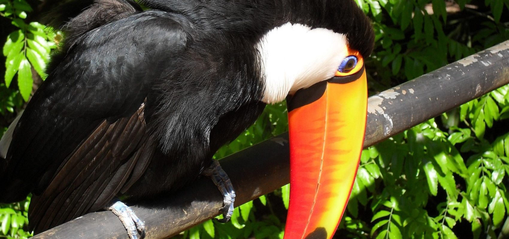 toucan-521493_1280