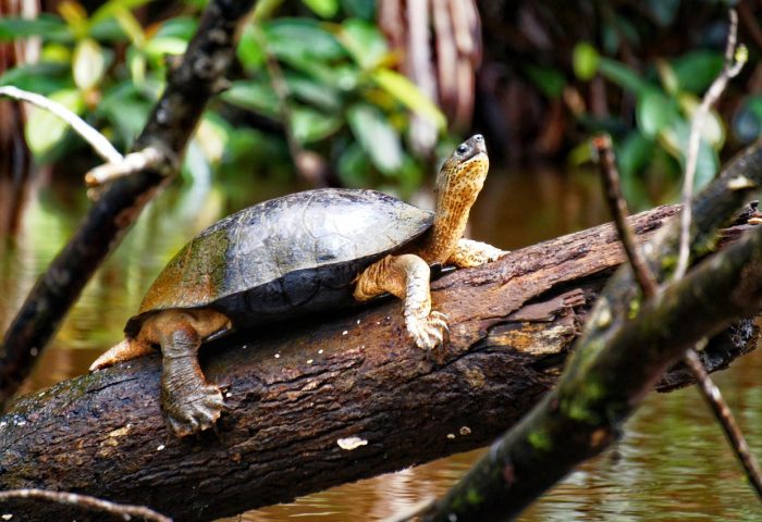 turtle-2100513_1280