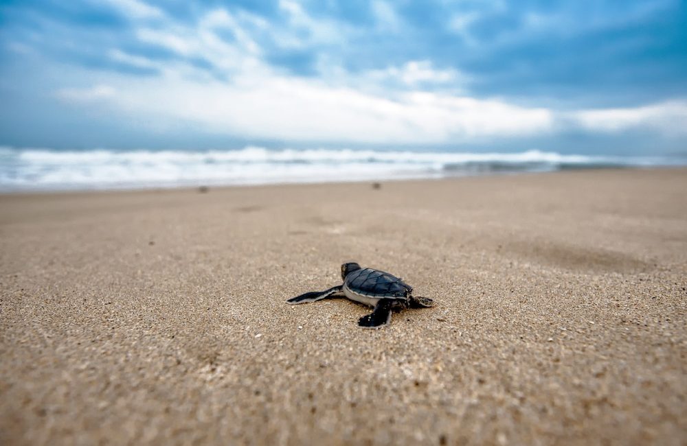 turtle-2201433_1280