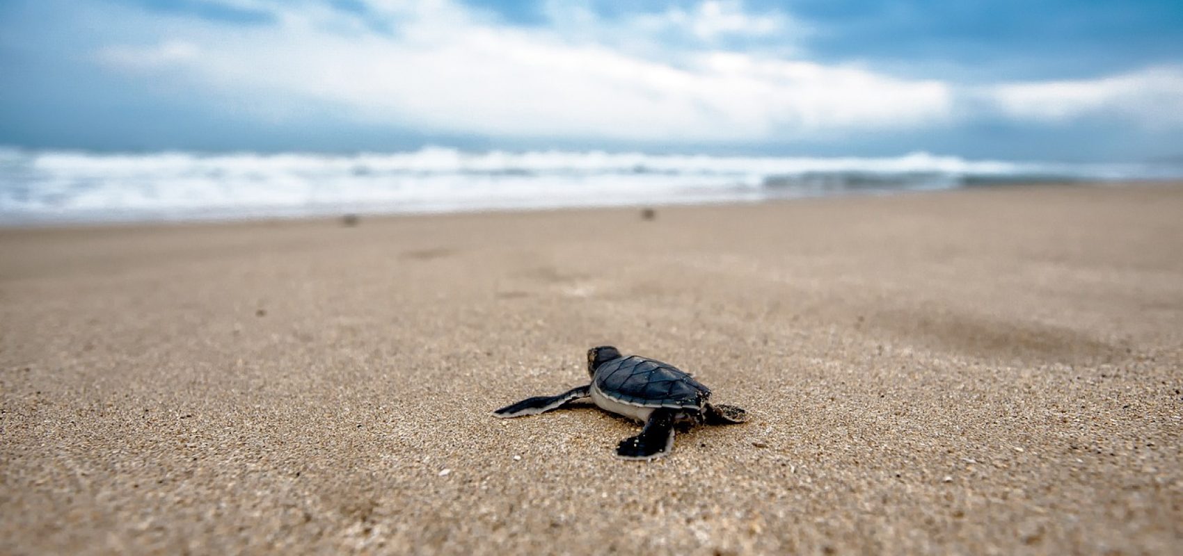 turtle-2201433_1280
