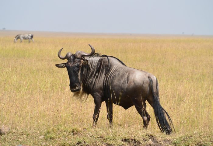 wildebeest-322089_1280