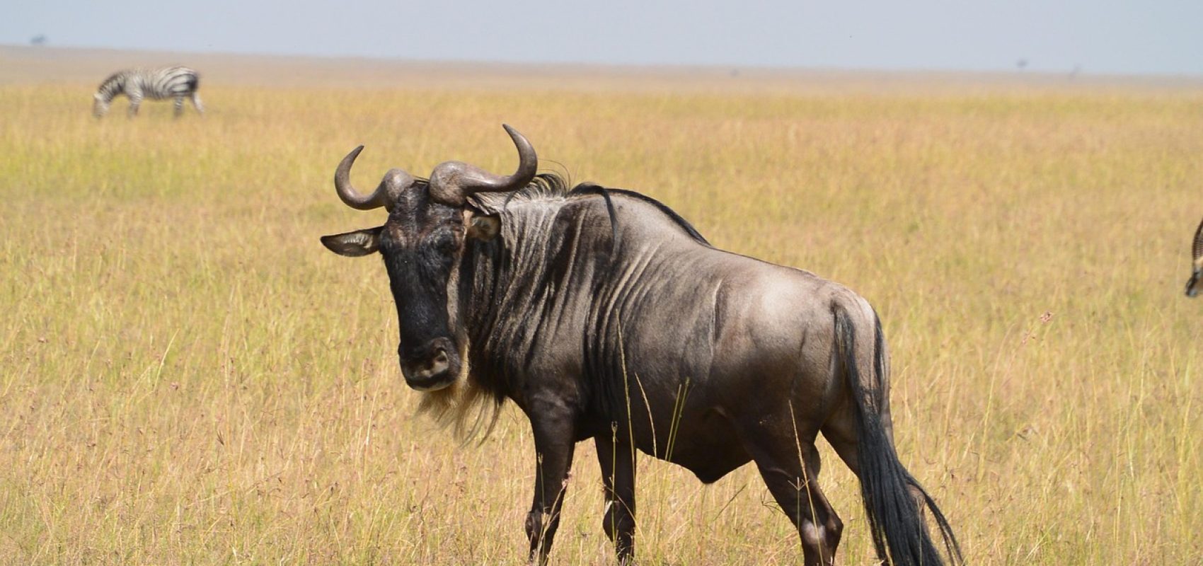 wildebeest-322089_1280