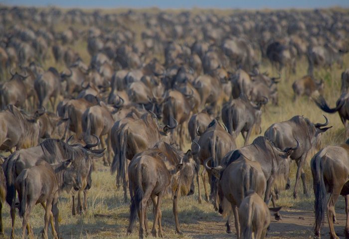 wildebeests-7559592_1280