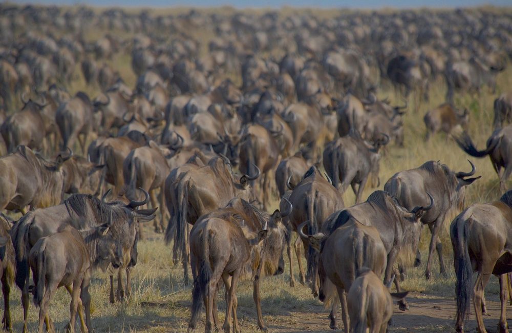 wildebeests-7559592_1280