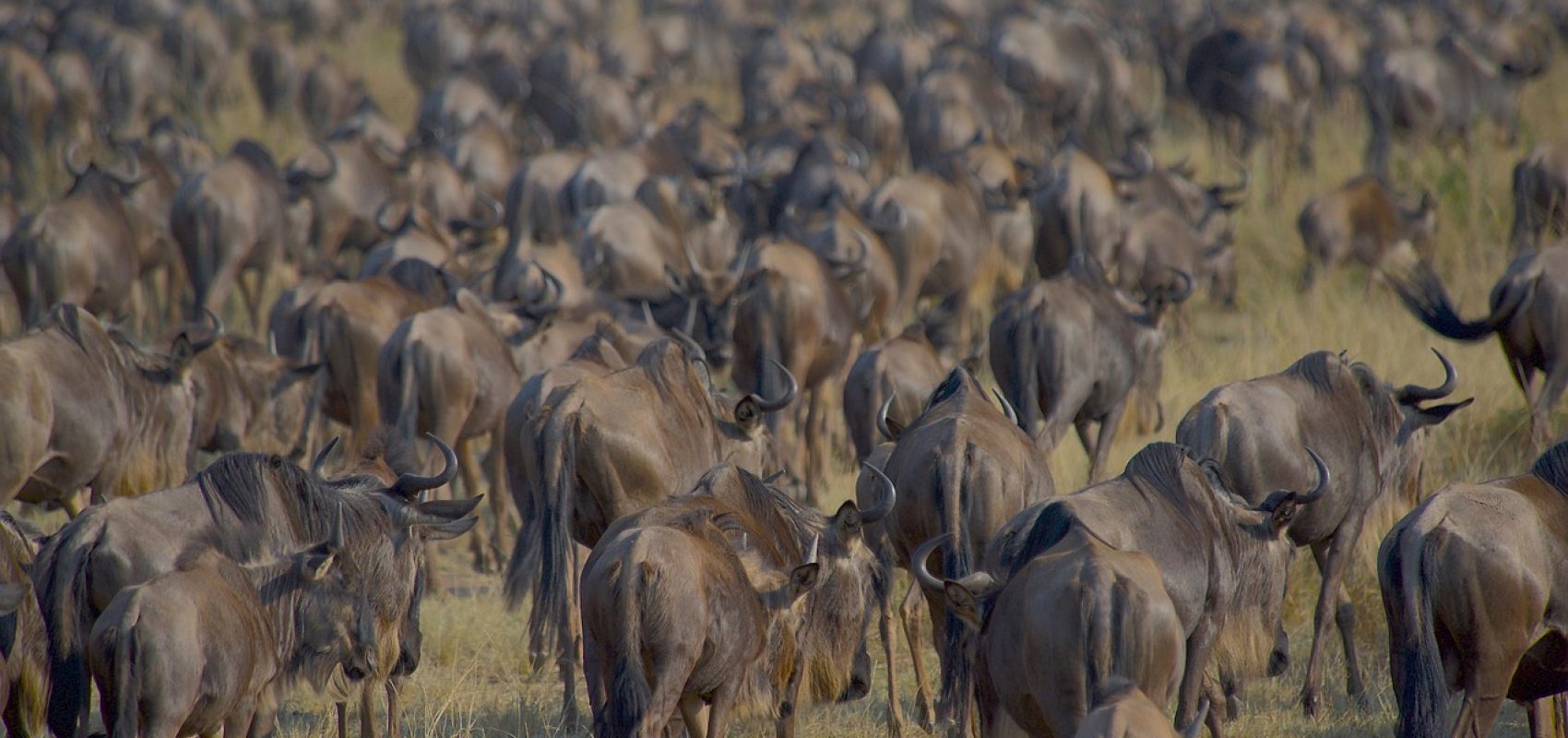 wildebeests-7559592_1280