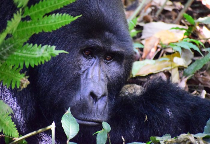 wildlife-3232181_1280