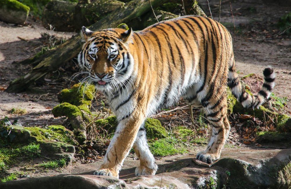 wildlife-4889809_1280