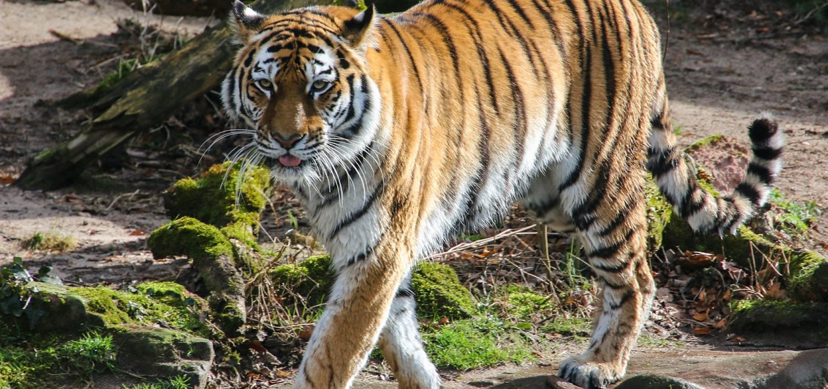 wildlife-4889809_1280