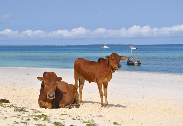 zanzibar-2042787_1280
