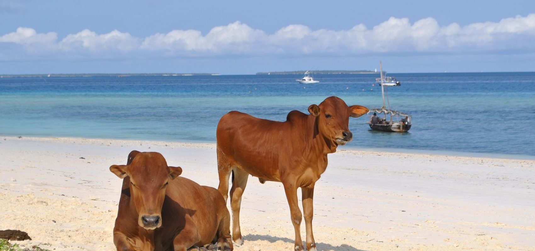 zanzibar-2042787_1280