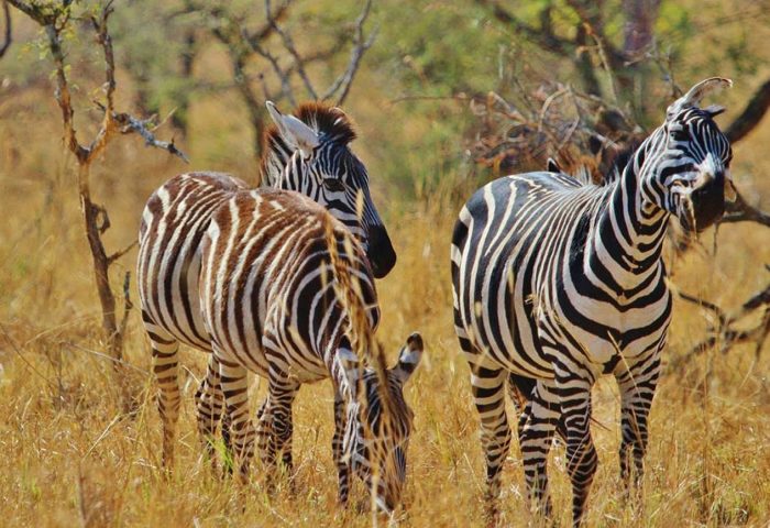 zebra-287319_1280