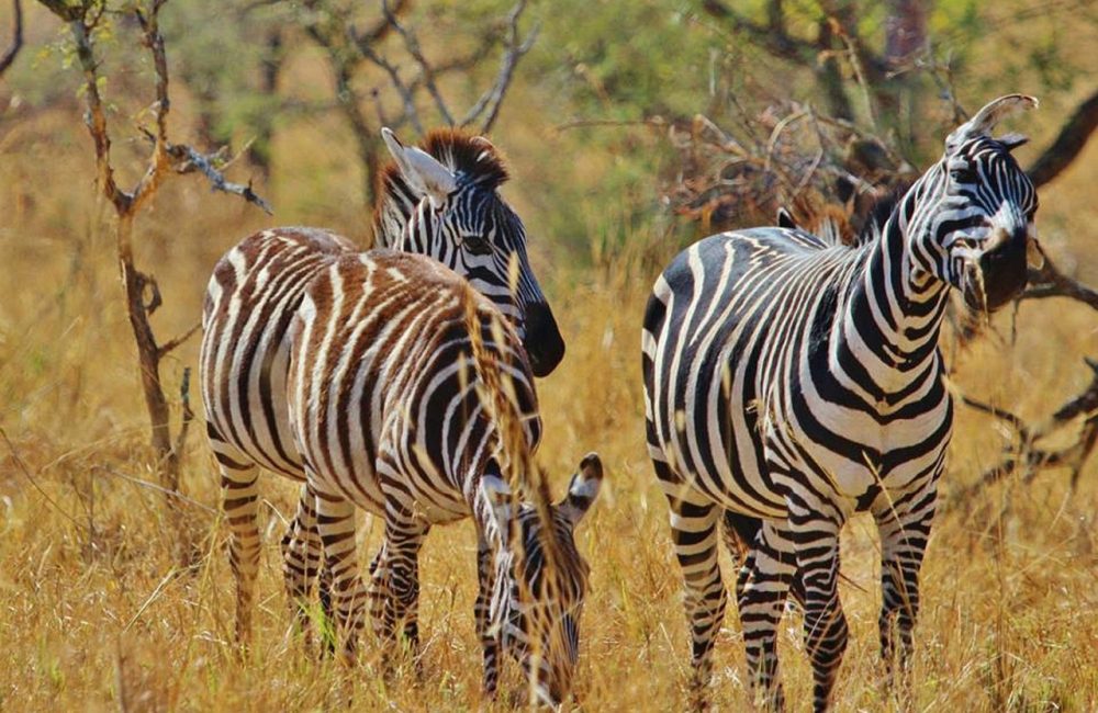 zebra-287319_1280