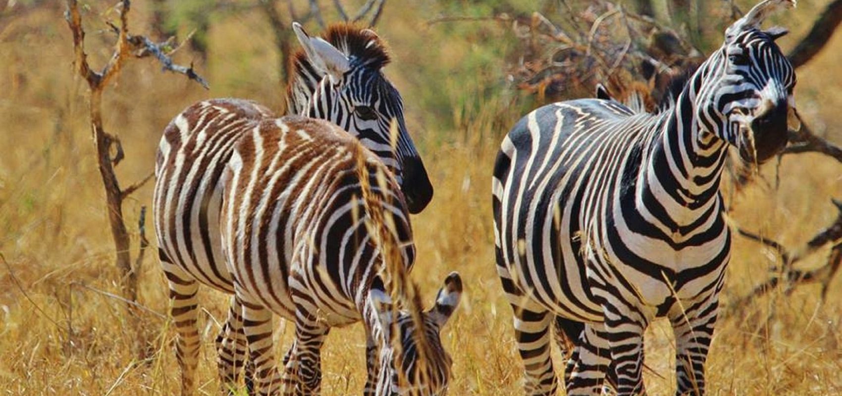 zebra-287319_1280