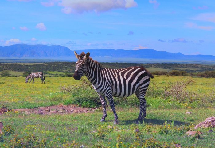 zebra-5205382_1280