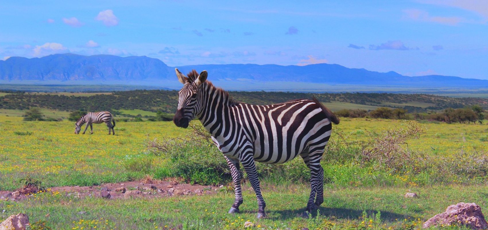 zebra-5205382_1280