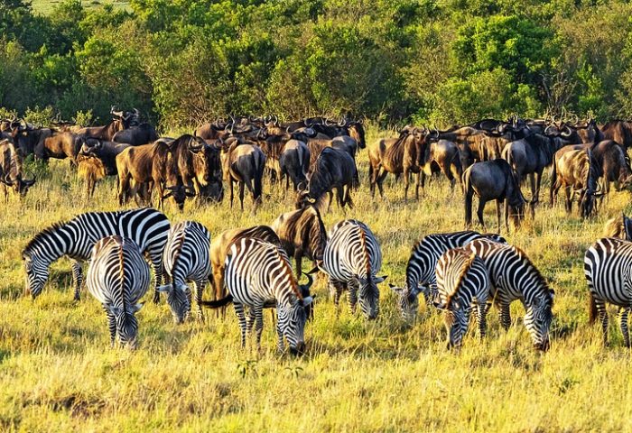 zebras-4704046_1280