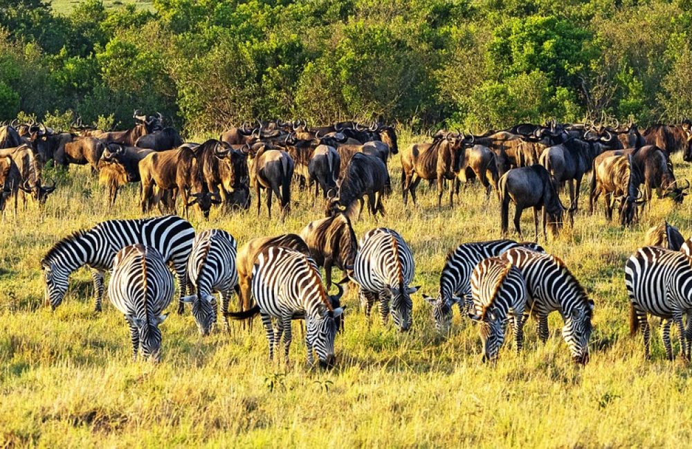 zebras-4704046_1280