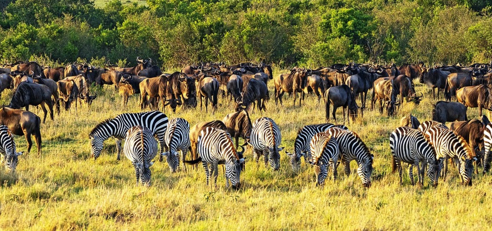 zebras-4704046_1280